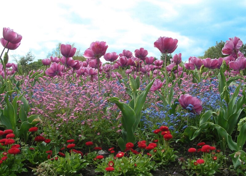 Tulip and Flower Field — Pink