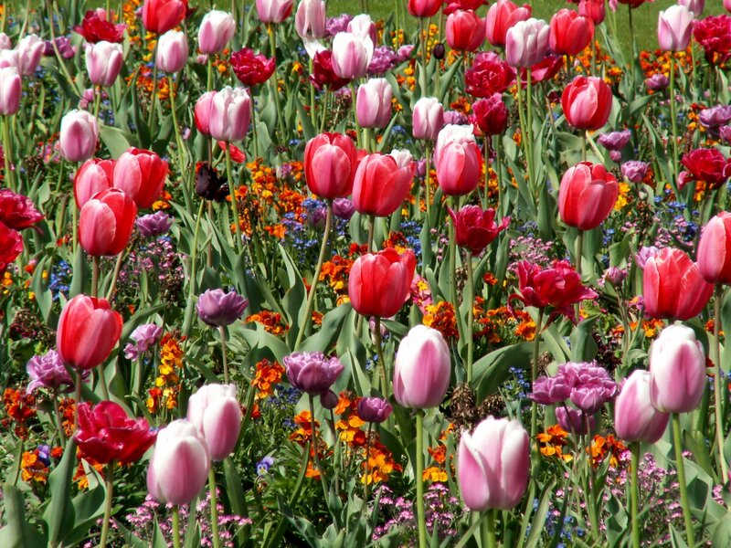 Tulip and Flower Field