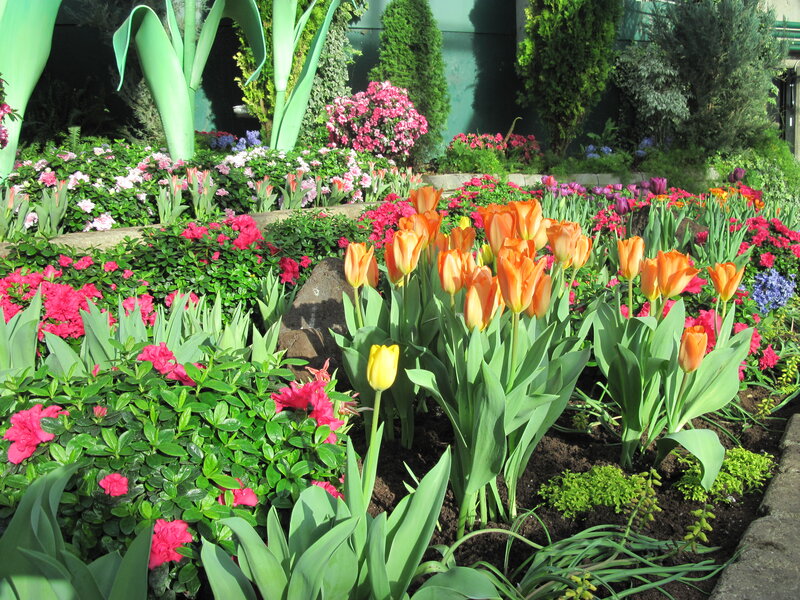 Tulip and Flower Garden