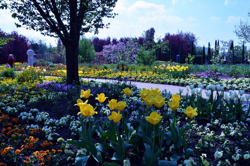 Tulip and Flower Garden — Yellow