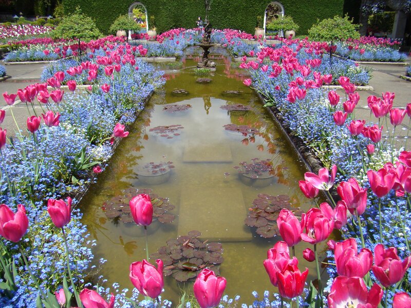 Tulip and Forget-me-not Garden