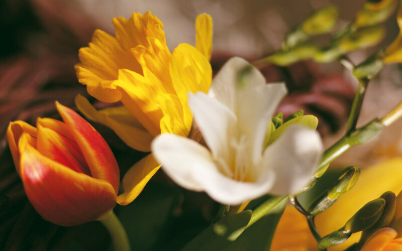 Tulip and Freesia Flowers — Yellow