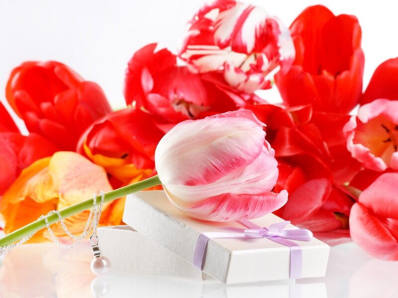 Tulip and Gift Box — Red