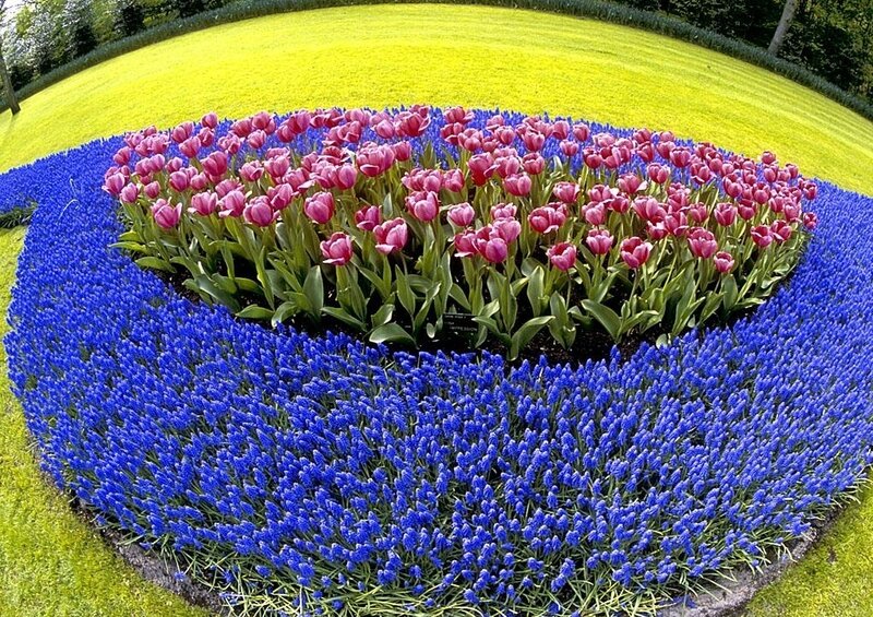 Tulip and Grape Hyacinth Bed