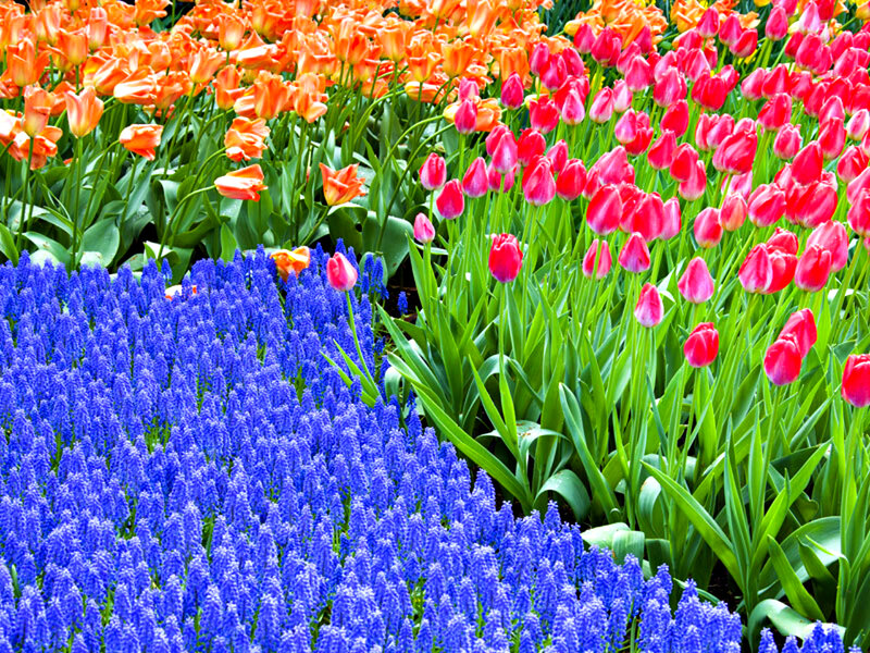 Tulip and Grape Hyacinth Field — Blue
