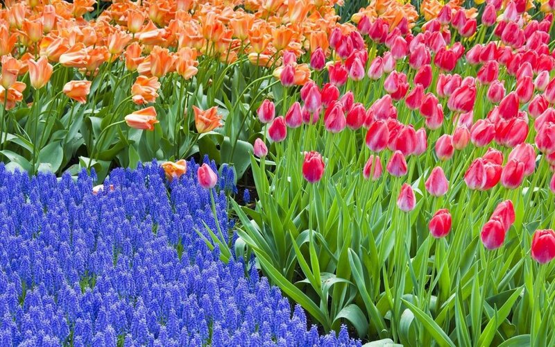 Tulip and Grape Hyacinth Field — Blue, Vibrant