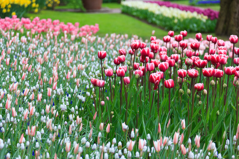 Tulip and Grape Hyacinth Field — Pink