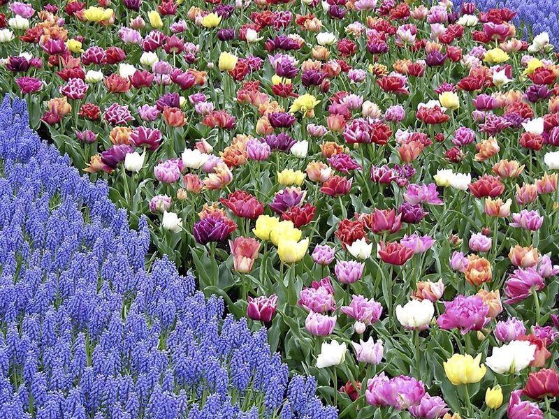 Tulip and Grape Hyacinth Field — Purple