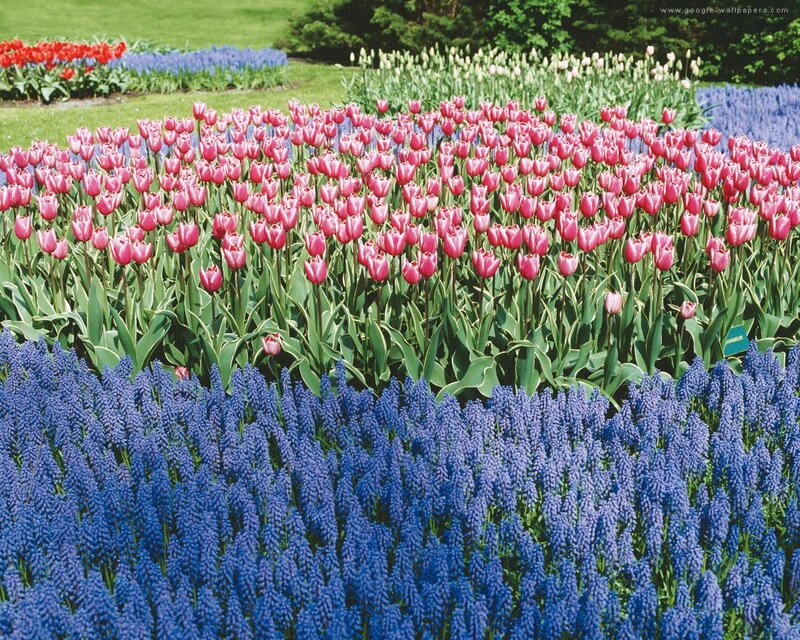 Tulip and Grape Hyacinth Field