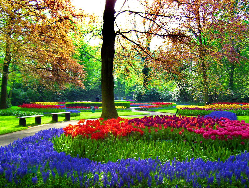 Tulip and Grape Hyacinth Garden — Blue, Serene, Spring