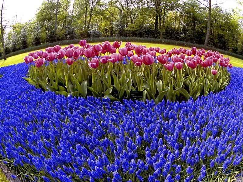 Tulip and Grape Hyacinth Garden — Blue, Serene