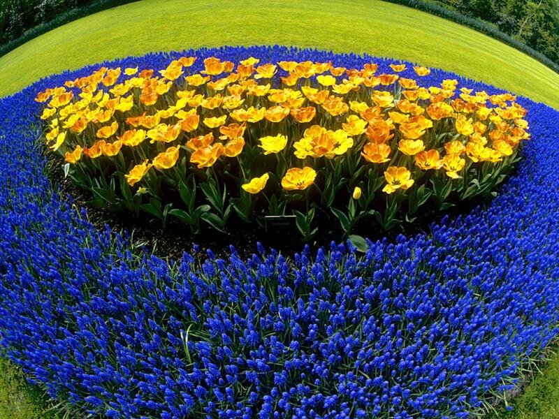 Tulip and Grape Hyacinth Garden — Blue