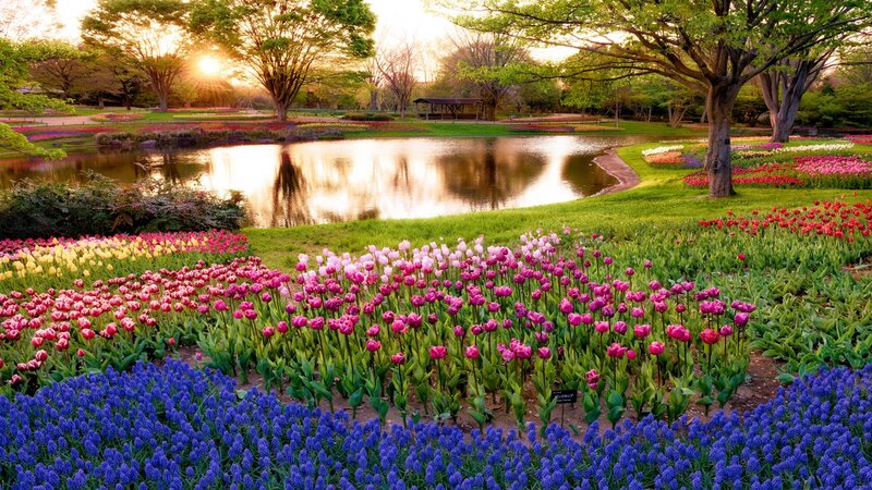 Tulip and Grape Hyacinth Garden — Purple, Serene