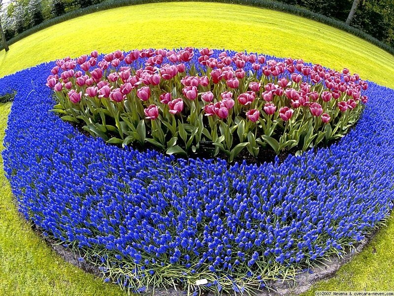 Tulip and Grape Hyacinth Garden