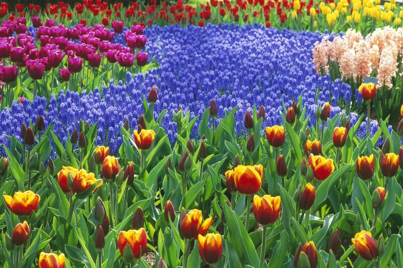Tulip and Hyacinth Field — Red