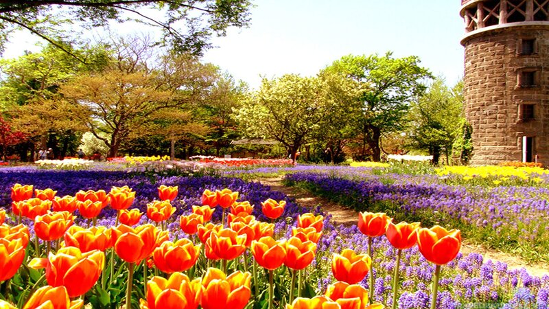 Tulip and Hyacinth Field