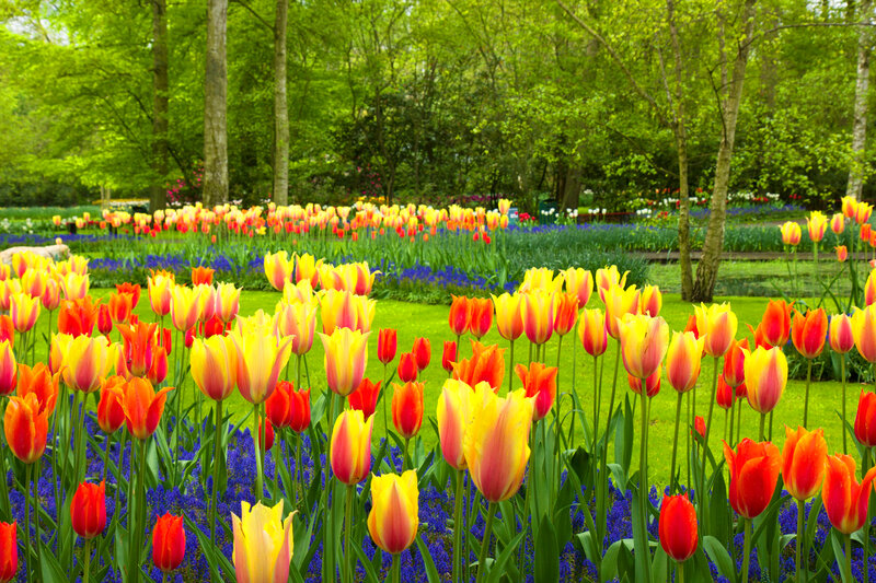 Tulip and Hyacinth Field — Yellow