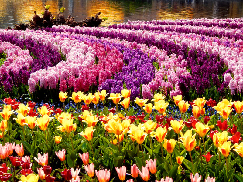 Tulip and Hyacinth Field — Yellow, Vibrant