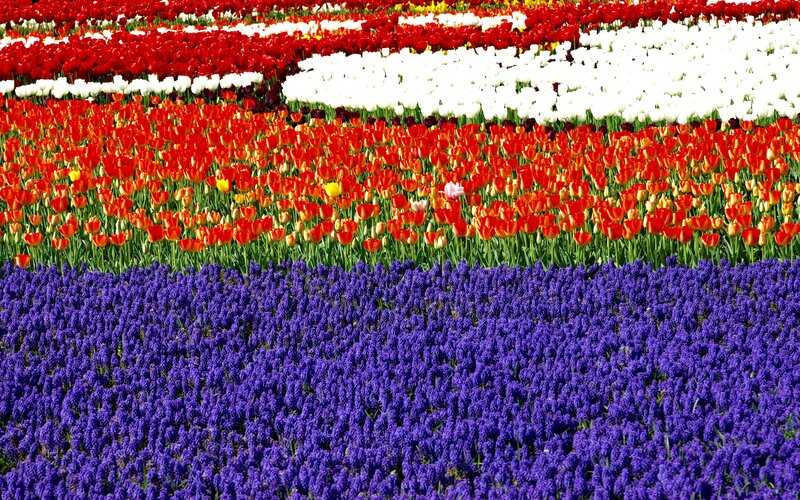 Tulip and Hyacinth Fields