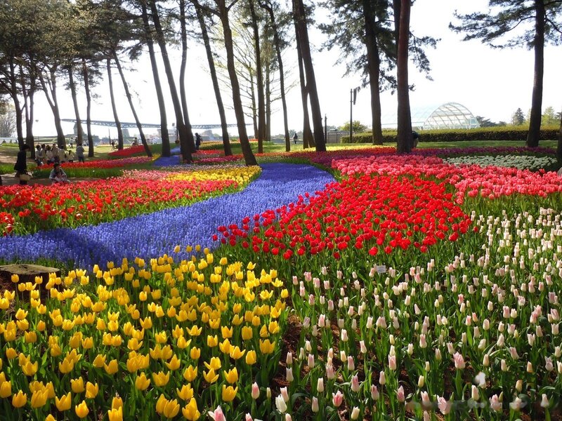 Tulip and Hyacinth Fields — Yellow, Serene