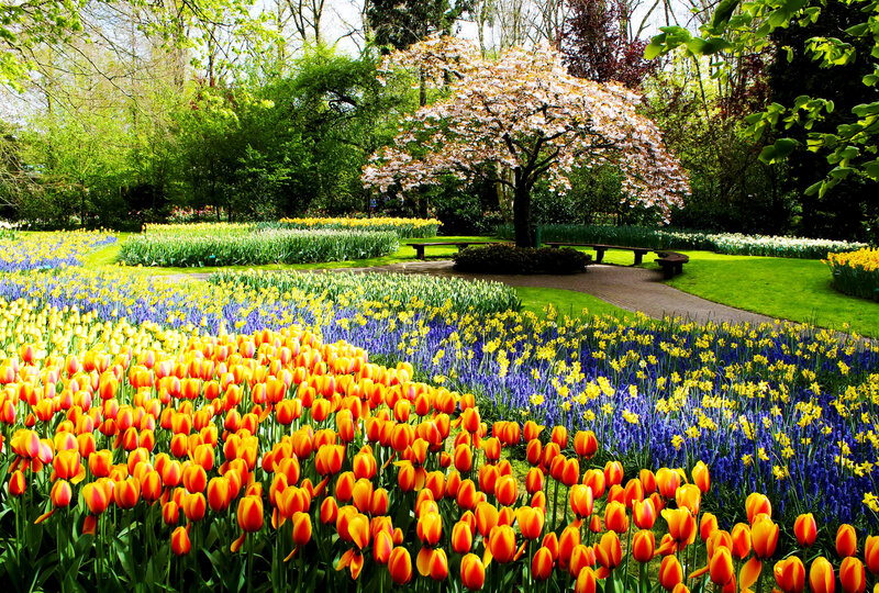 Tulip and Hyacinth Fields — Yellow