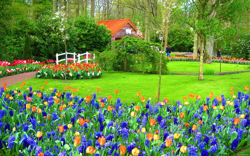 Tulip and Hyacinth Garden — Blue, Serene