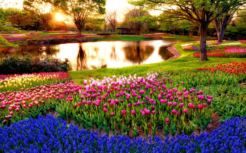 Tulip and Hyacinth Garden — Blue