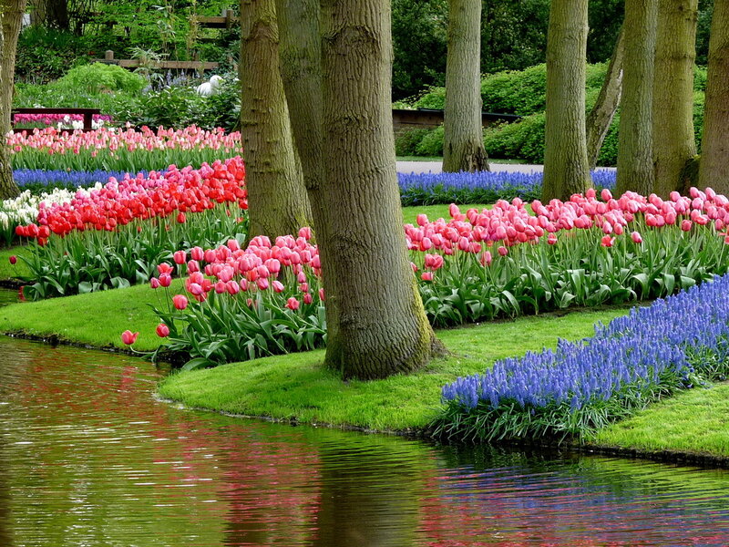 Tulip and Hyacinth Garden — Green, Serene, Spring