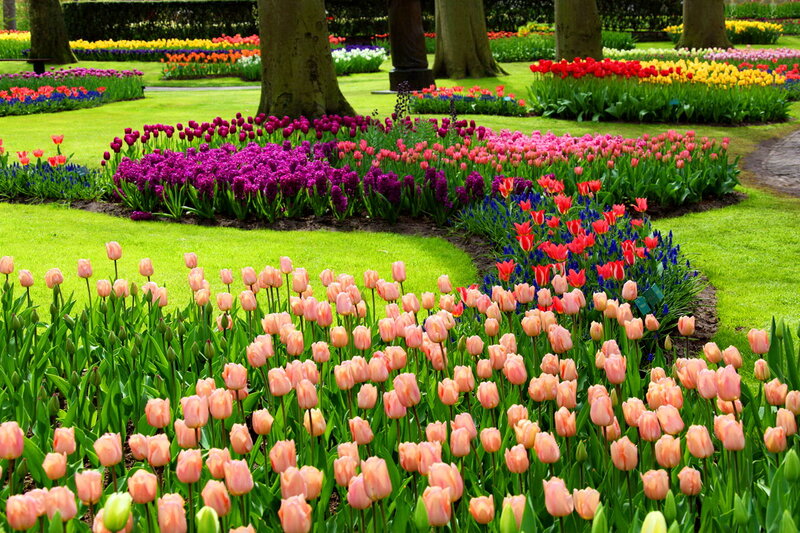 Tulip and Hyacinth Garden — Green, Serene