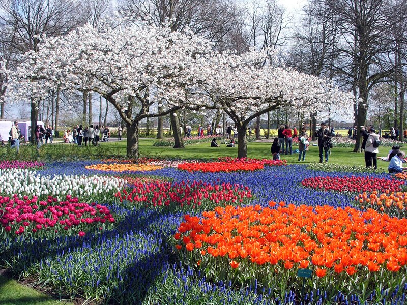 Tulip and Hyacinth Garden — Orange