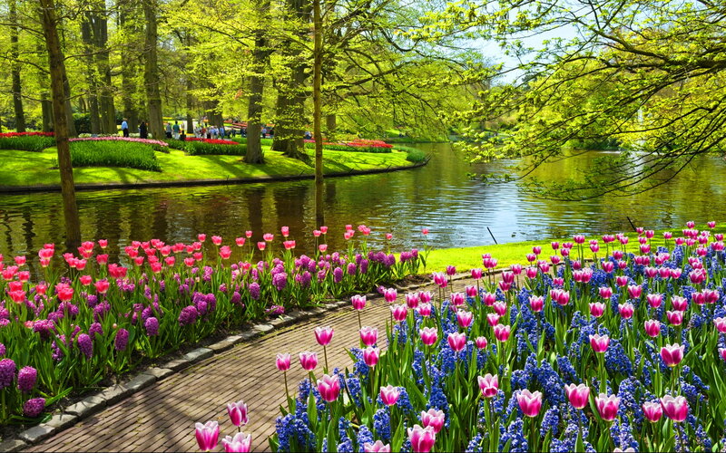 Tulip and Hyacinth Garden — Pink, Serene, Spring
