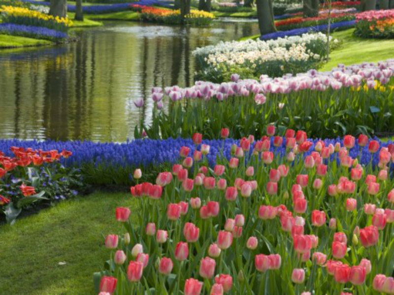Tulip and Hyacinth Garden — Pink, Serene