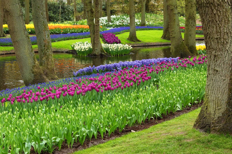 Tulip and Hyacinth Garden — Purple, Serene