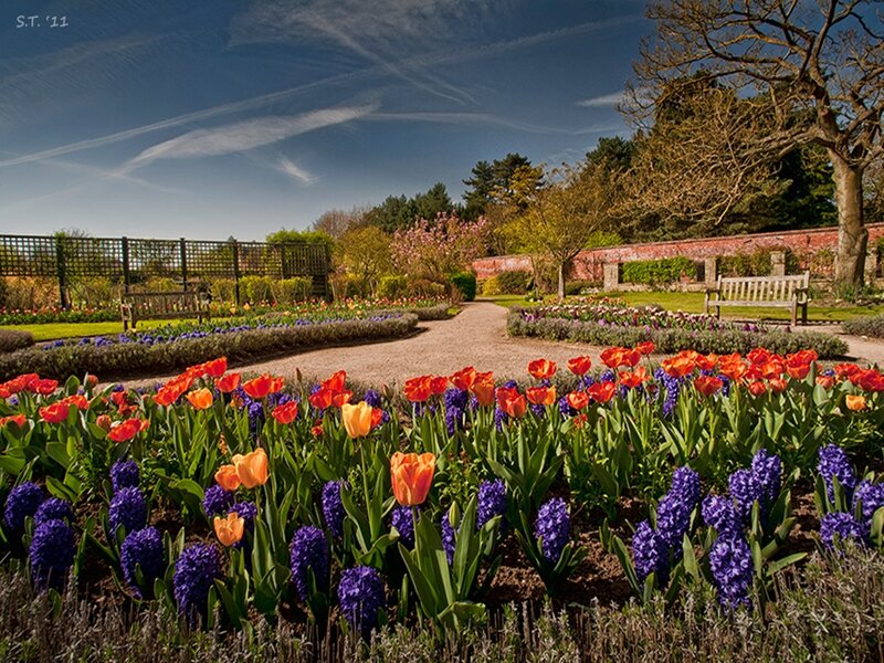 Tulip and Hyacinth Garden — Purple