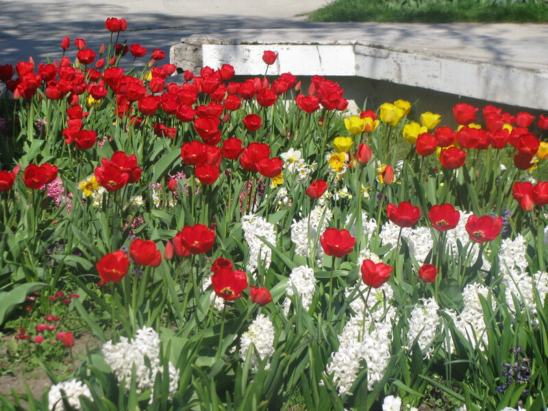 Tulip and Hyacinth Garden — Red, Bright