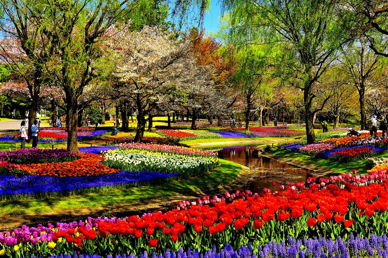 Tulip and Hyacinth Garden — Red, Serene, Spring, Photograph