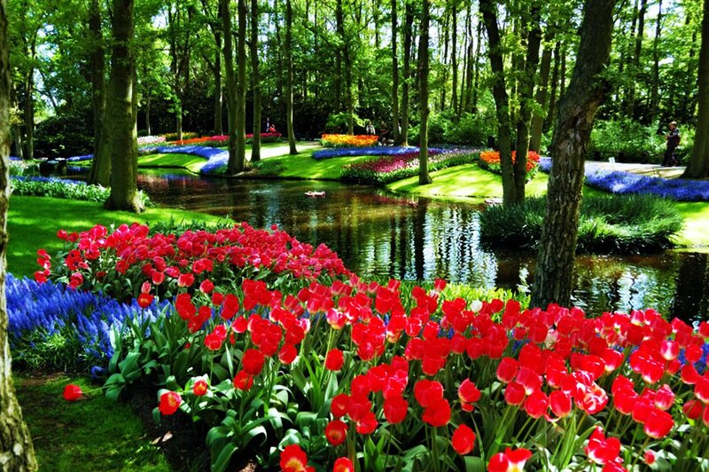 Tulip and Hyacinth Garden — Red, Serene, Spring