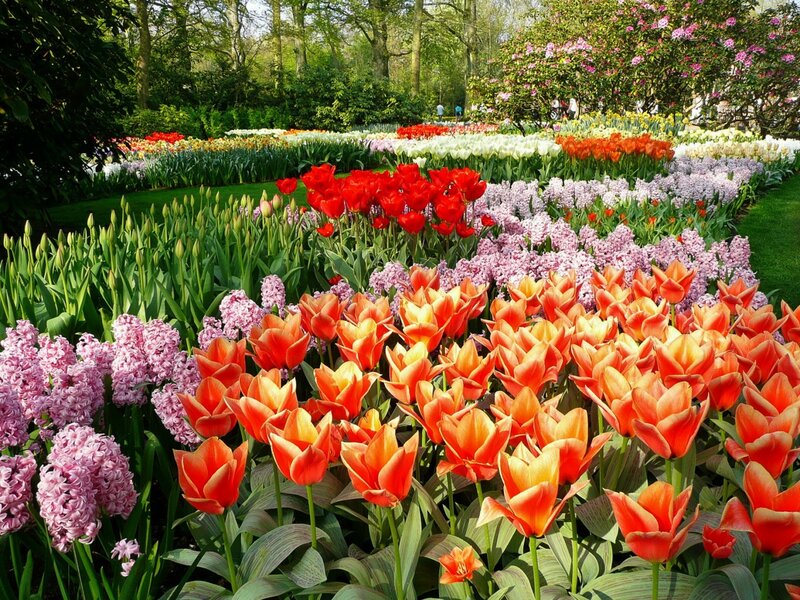 Tulip and Hyacinth Garden — Red, Serene