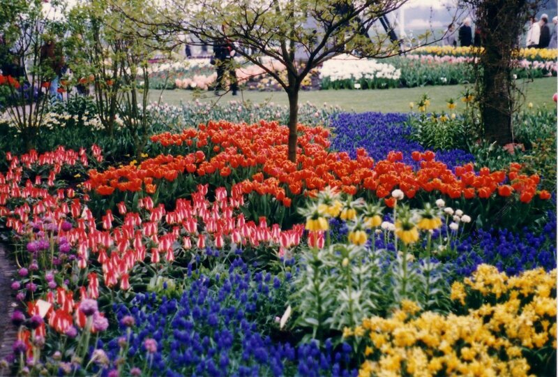 Tulip and Hyacinth Garden — Red