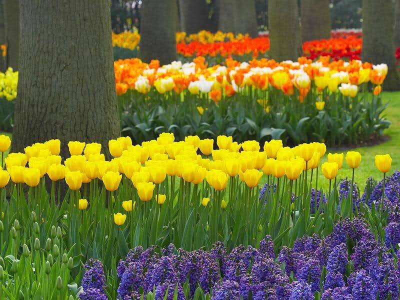 Tulip and Hyacinth Garden