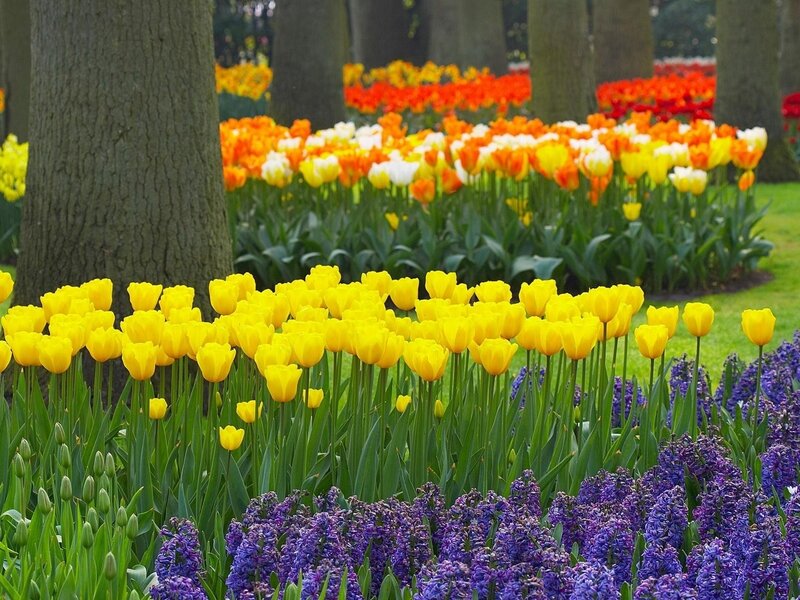 Tulip and Hyacinth Garden — Yellow, Serene, Spring