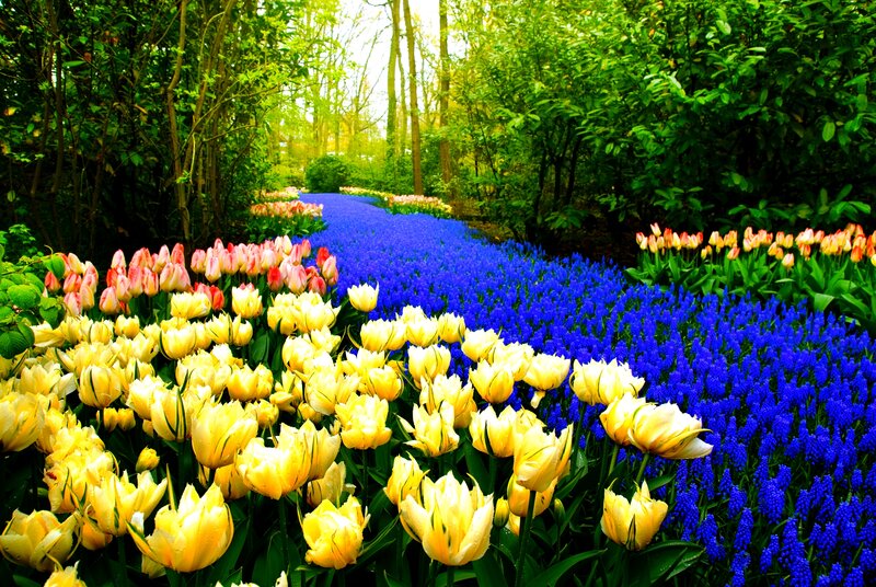 Tulip and Hyacinth Garden — Yellow
