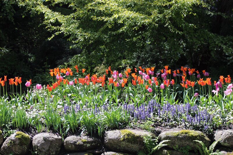 Tulip and Lavender Garden