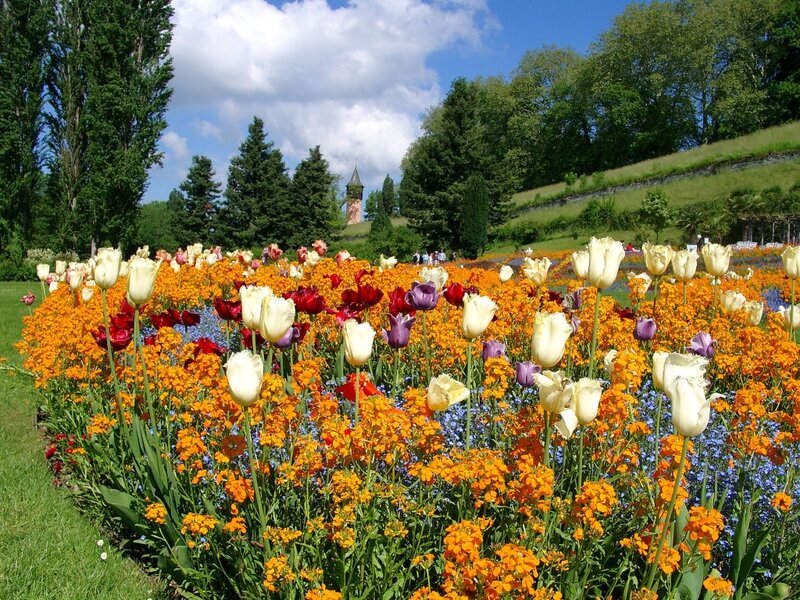 Tulip and Marigold Garden