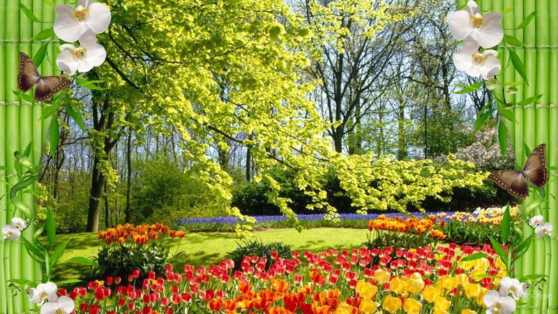 Tulip and Orchid Garden