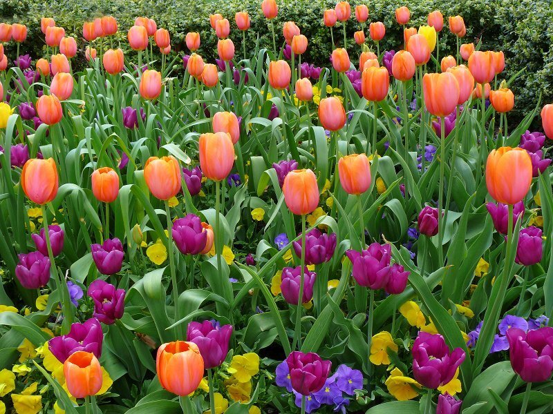 Tulip and Pansy Garden — Orange