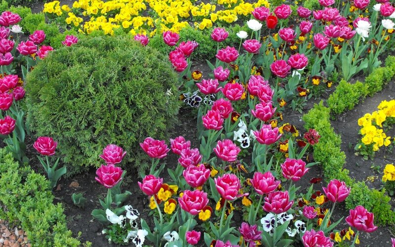 Tulip and Pansy Garden — Pink, Colorful