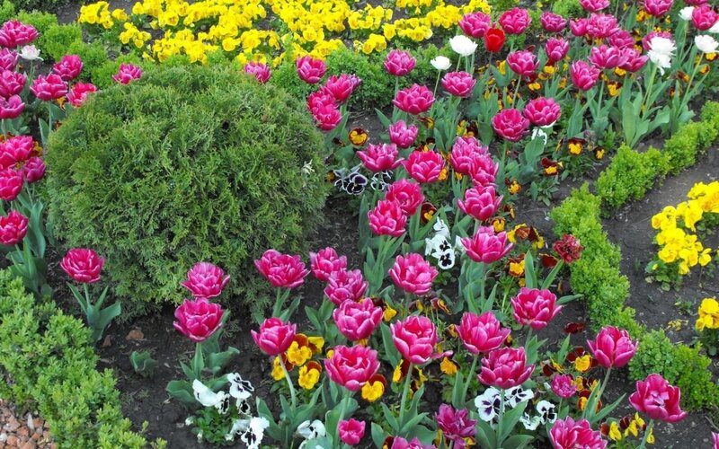Tulip and Pansy Garden — Pink