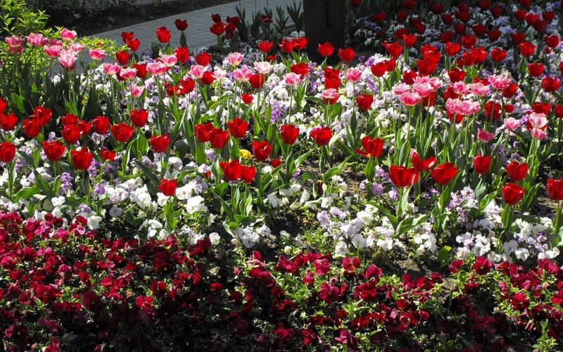 Tulip and Pansy Garden — Red, Colorful