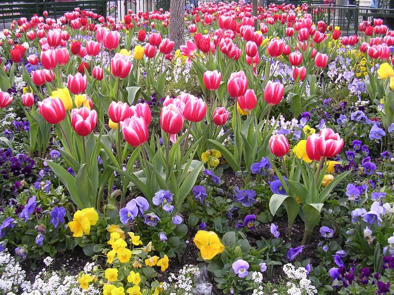 Tulip and Pansy Garden